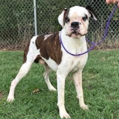 Toro — Bryan Animal Center